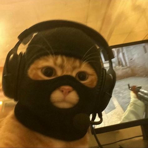 File:Cat.jpg